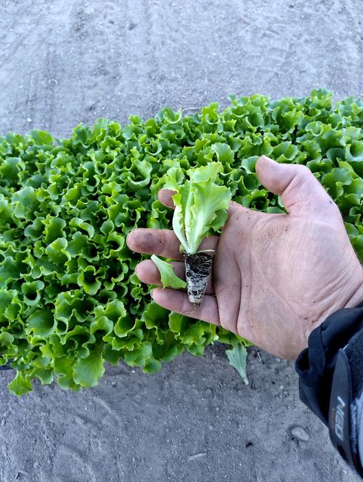 Разсад  салата (марули)