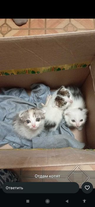 Отдам даром котят