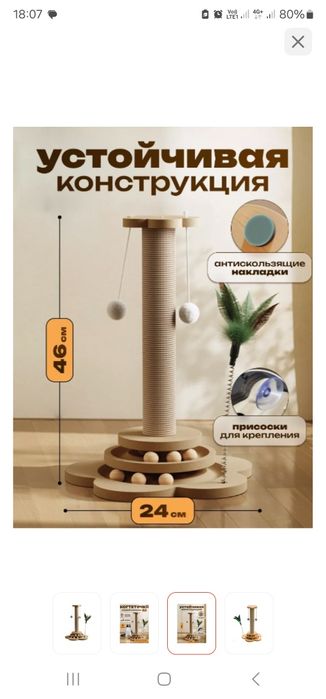 Кошечка скоттиш страйт