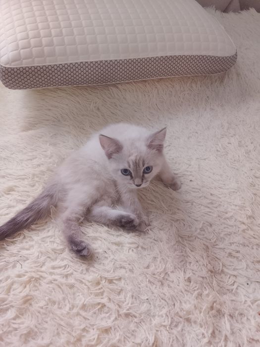 Котенка отдам бесплатно