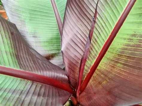 Банановото дърво на Абисиния - Червен Банан или етиопски банан