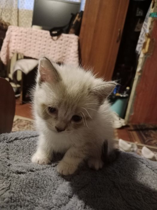 Отдам котёнка девочка. В добрые руки