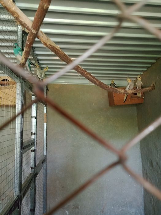 Продаются попугаи Корелла