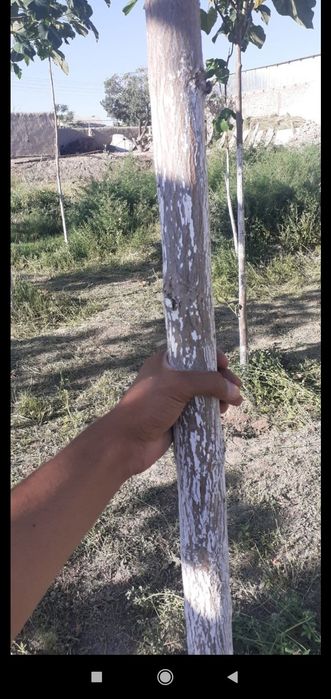 Павловная кучатлари!