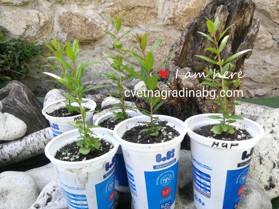 Нар - растение пикирани кофички