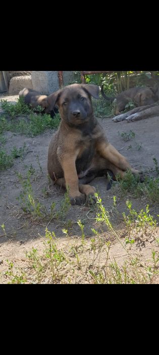 Продаются щенки бельгийской овчарки(малинуа)