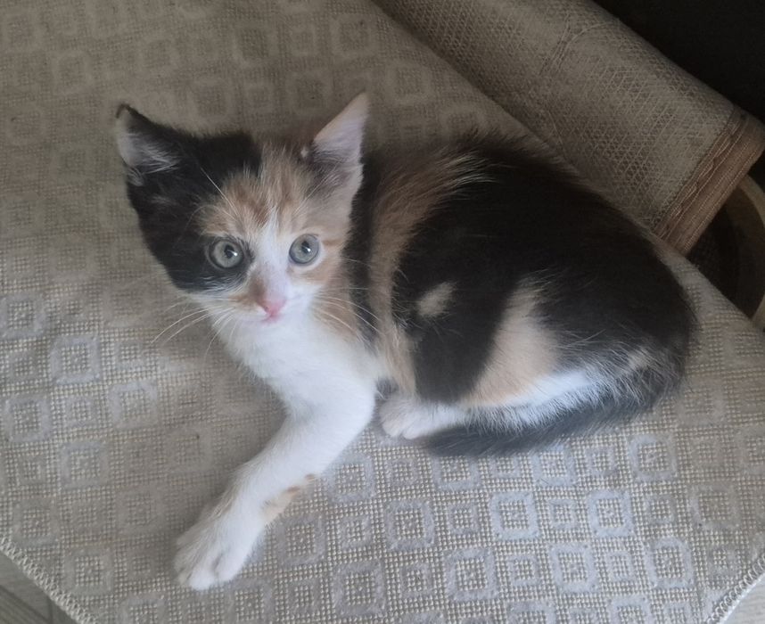 Отдам котенка девочку бесплатно