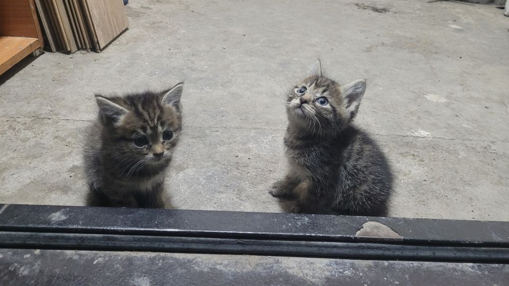 Дарю котят в добрые руки!!!
