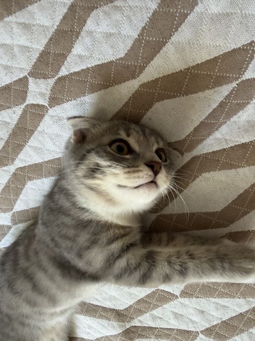 Вислоухий котенок