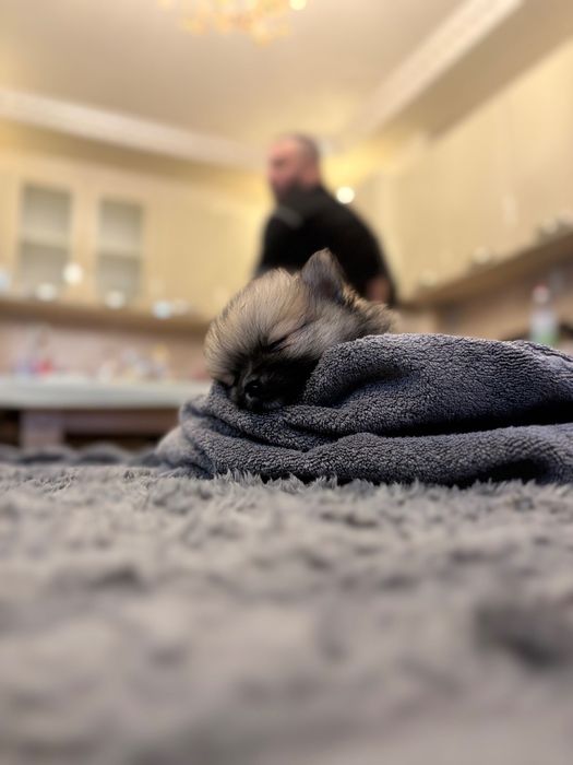 Мини померан на 2 масежс