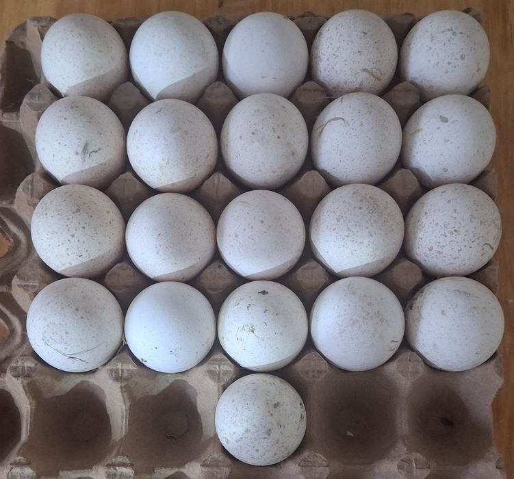 Kurka tuxumlari sotiladi !