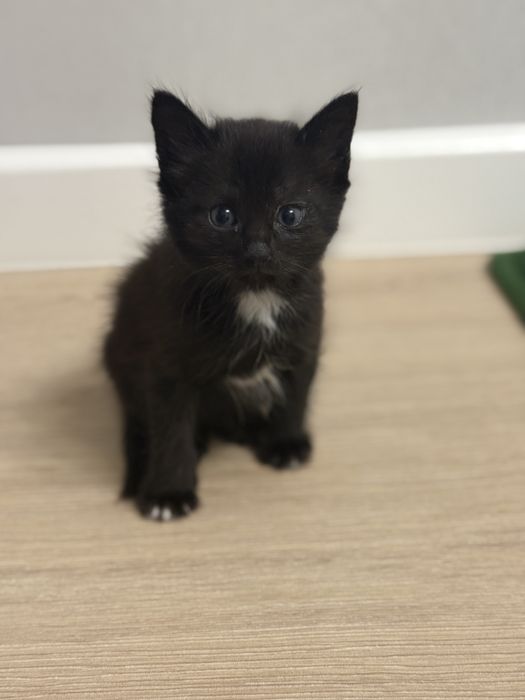 Отдам котят 1,5 месяца