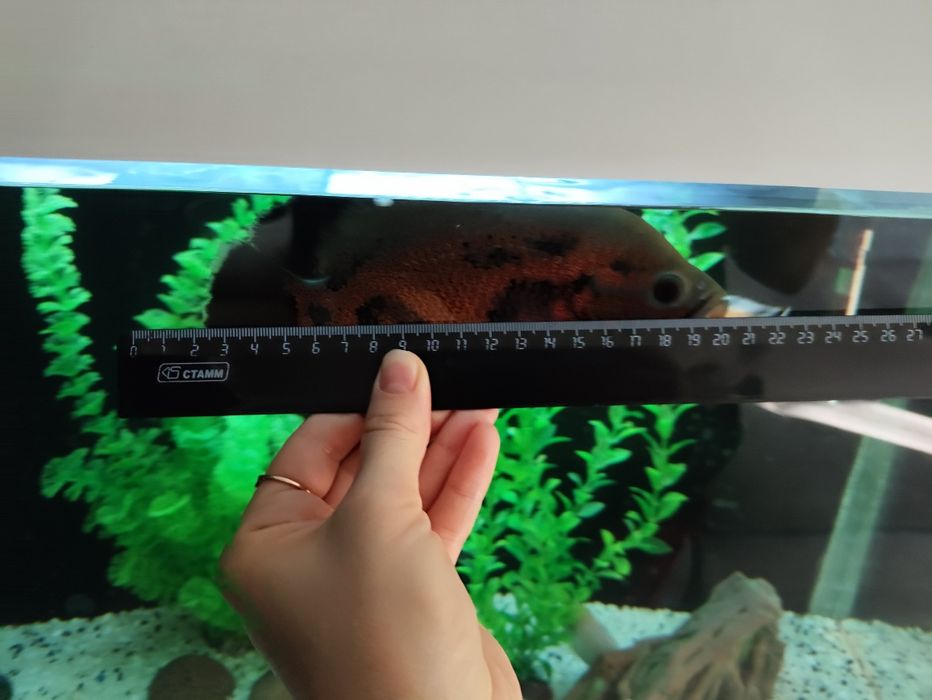 Астронотус (обмен)