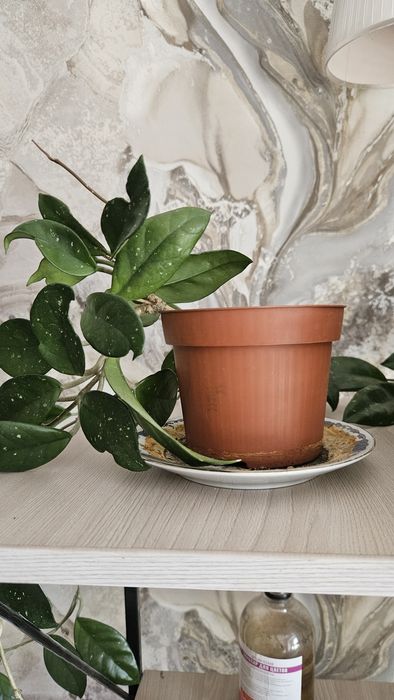 Комнатные   цветы