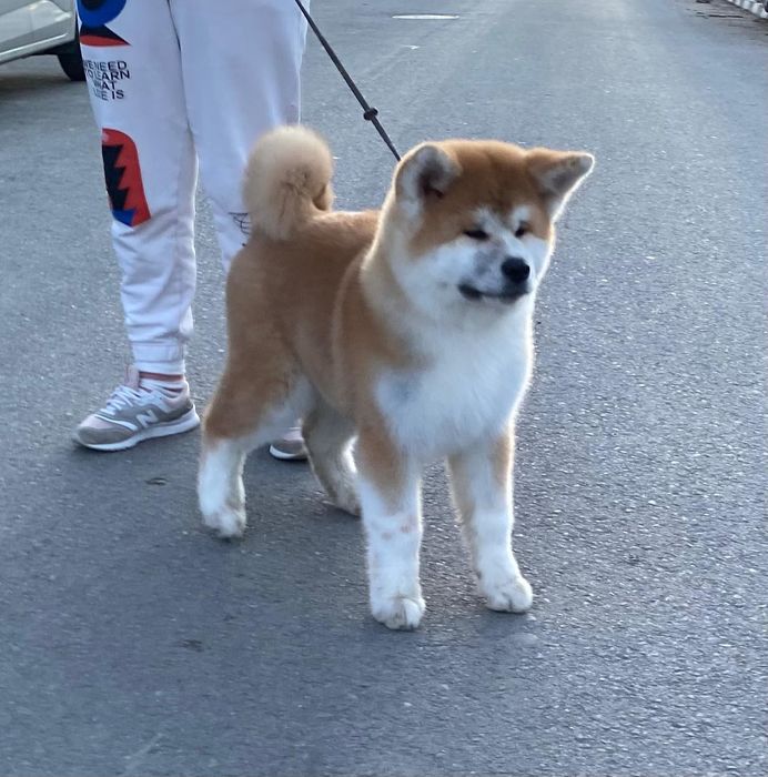 Cățeluș Akita Inu - Linii japoneze de Top