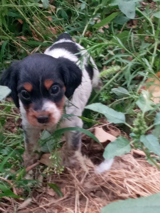 Щенок спаниель город шымкент