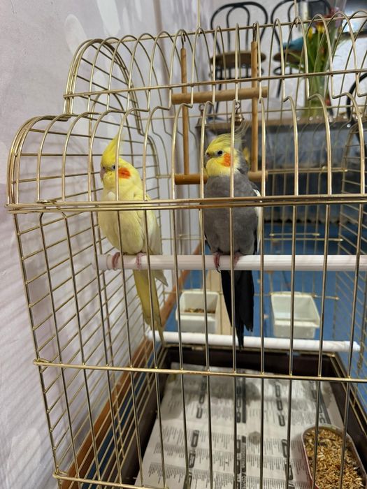 Продам двух попугая Корелла