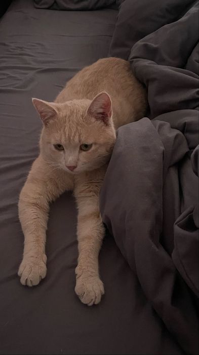 котенок в самые любящие и добрые руки