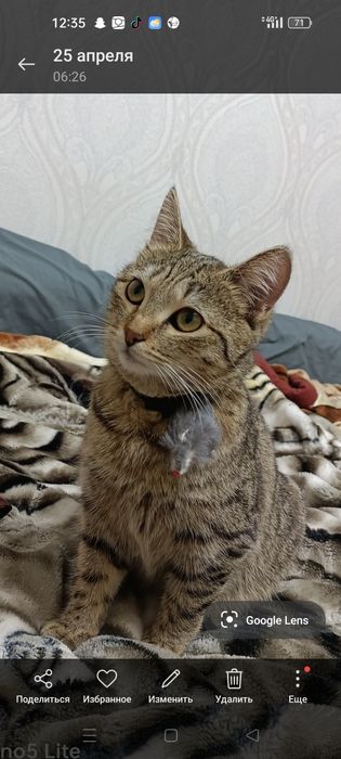 Отдам в добрые руки