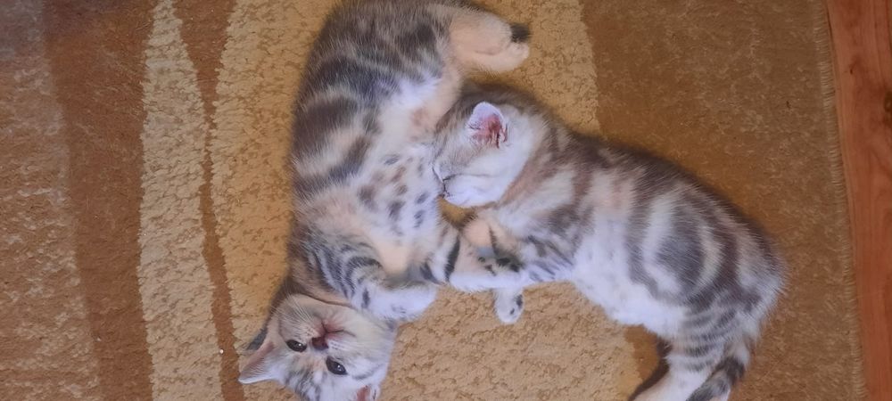 Котята , скотишстрайт