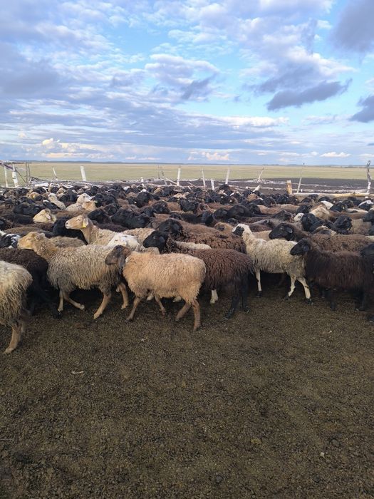 Продам баран 700 бас