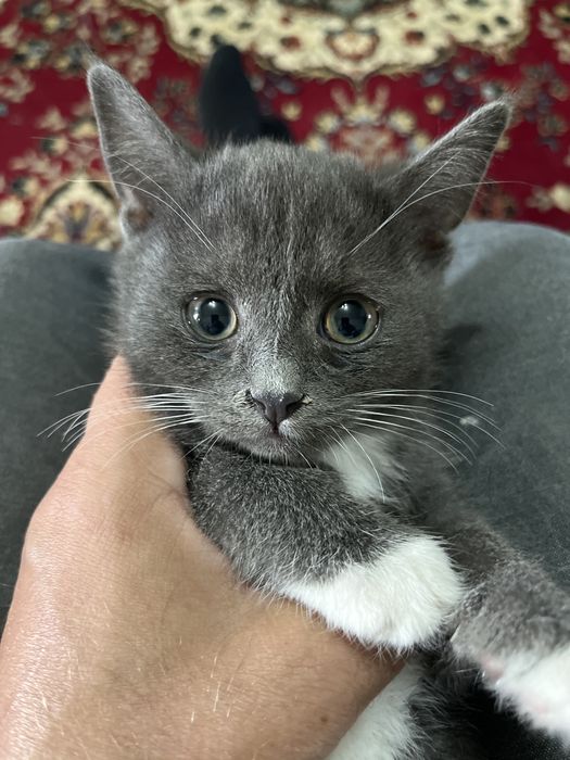 Котенок ищет семью.