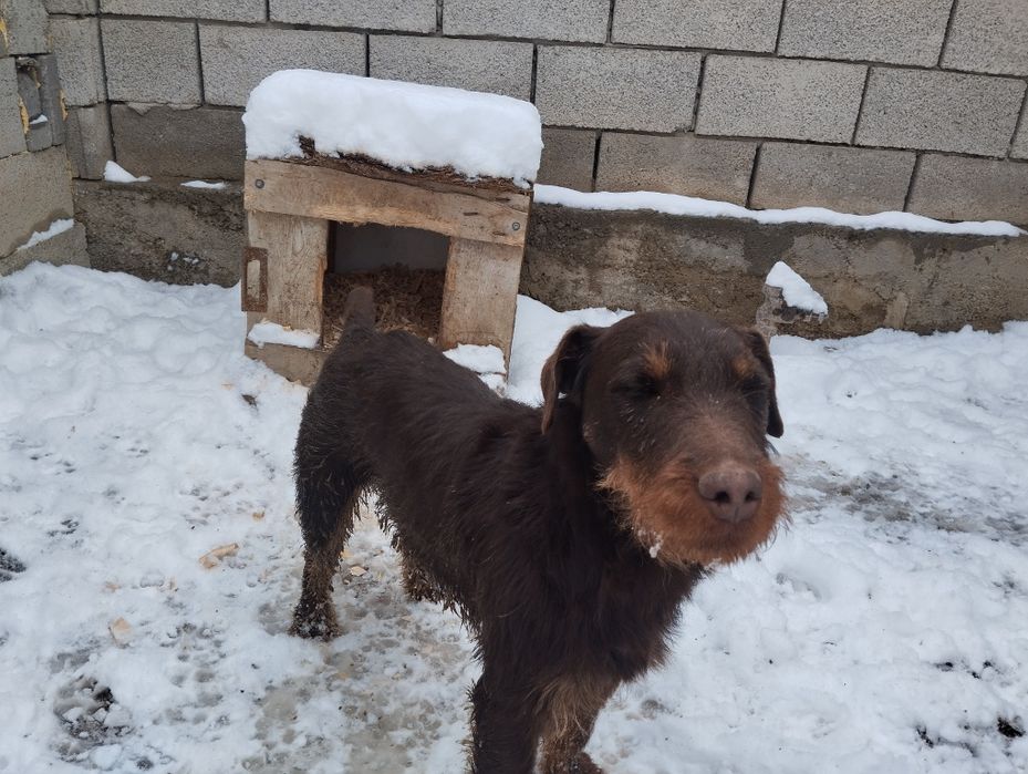 Ягтерер коричневый вязка