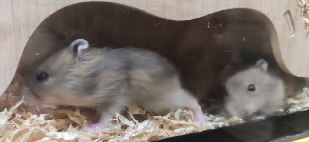 Мини хамстери..