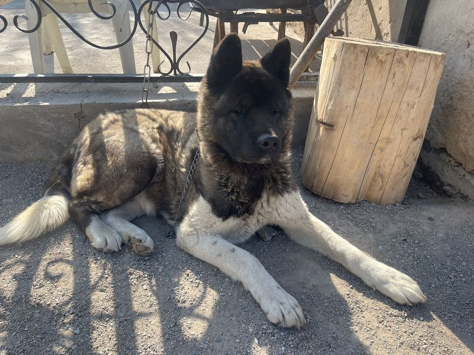 Акита девочка продам