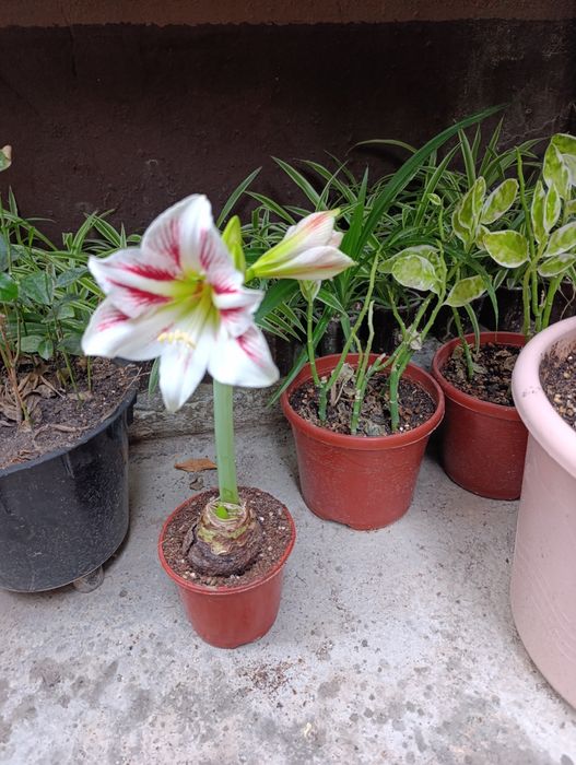 Цветы доставка гиппеаструм Гуллар совғага