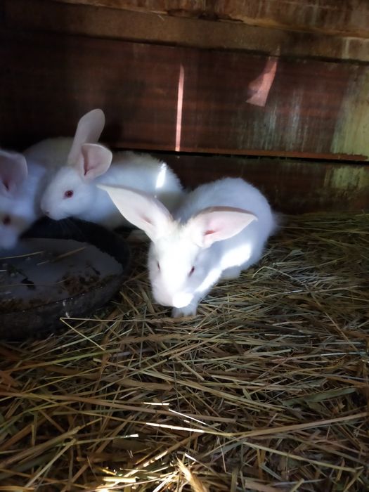 Крольчата Фландыры!