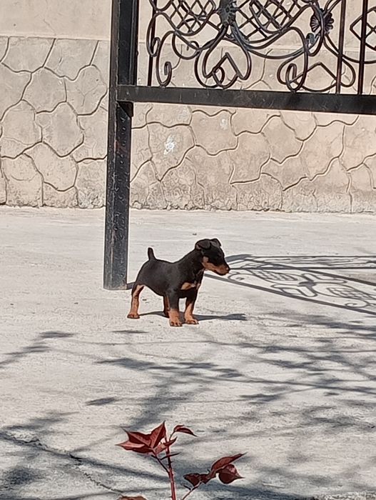 Ягтерьер щенок сатылады