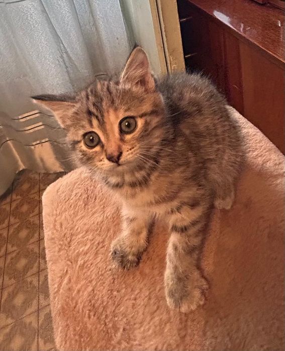 Котята бесплатно