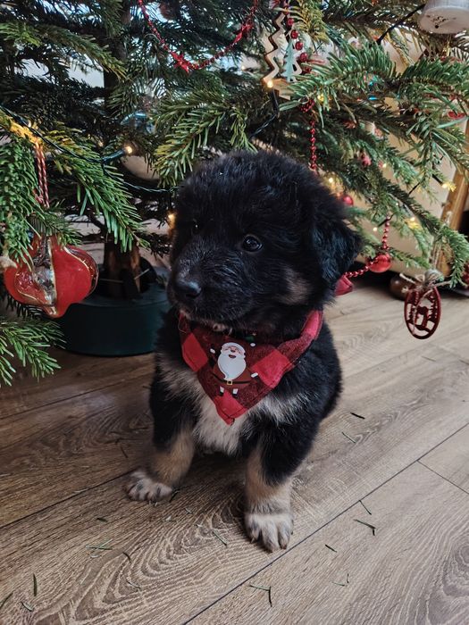 Donam cățeluși  draguti