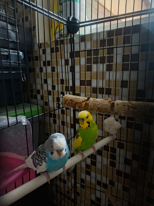 Продаю попугай 2 штуки с клеткой))