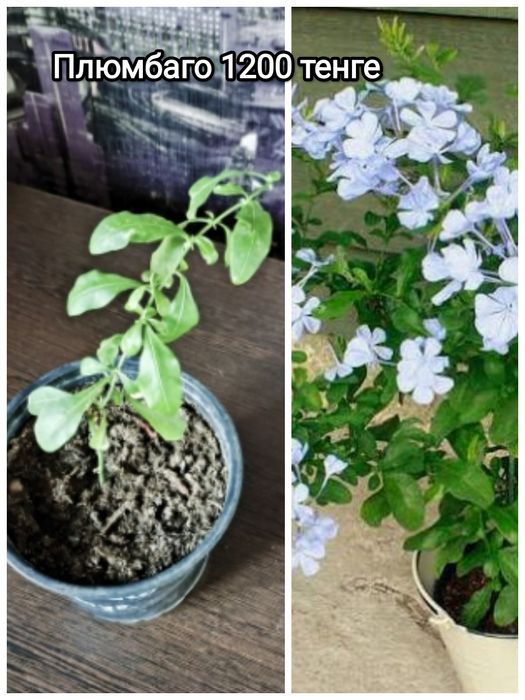 Продам комнатные цветы