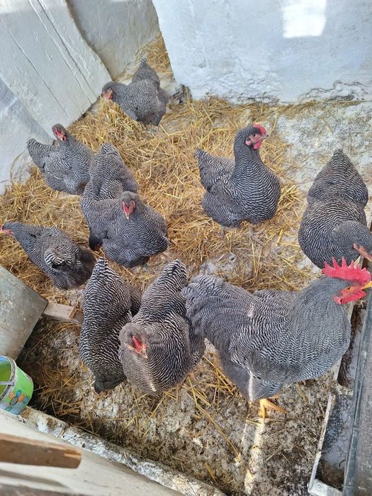 Găini Playmouth rock barat.