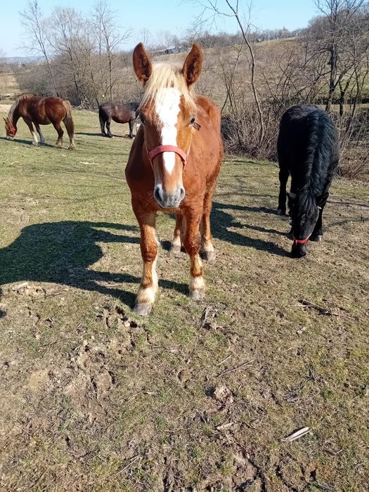 Vând mânz de 11 luni