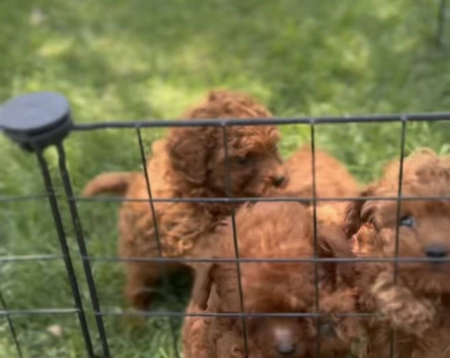 Пудел той пудел той