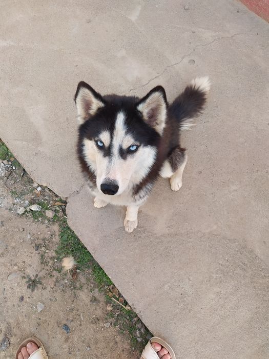 Toza qonli hasky zotli it sotiladi 2yosh hali tug‘magan bug‘oz