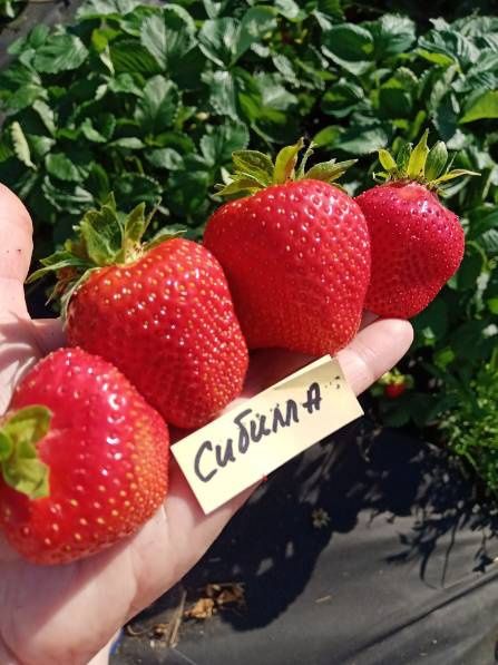 Продам рассаду клубники СКАЛА, СИБИЛЛА