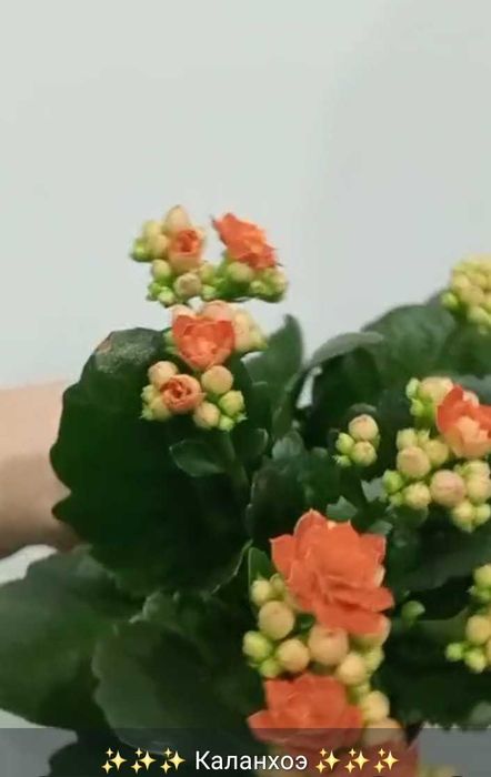 Горшки с фитильным поливом