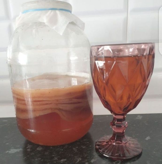 Чайный гриб, камбуча