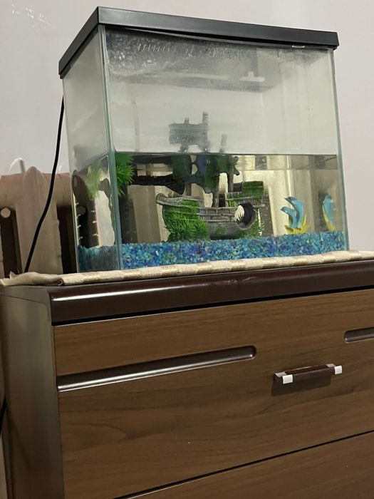 Аквриум сатылады Жаңа