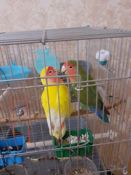 Продам попугая неразлучника.