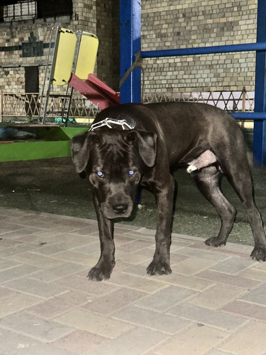 Продам питбуля в хорошие руки