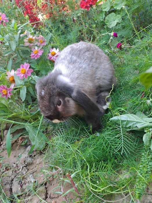 Хикол 3 йарим ойлик самка 2 та  самес 6  та 150 минг дан