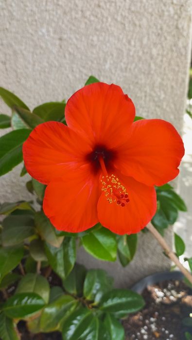 Яркочервени китайски рози- 2 броя