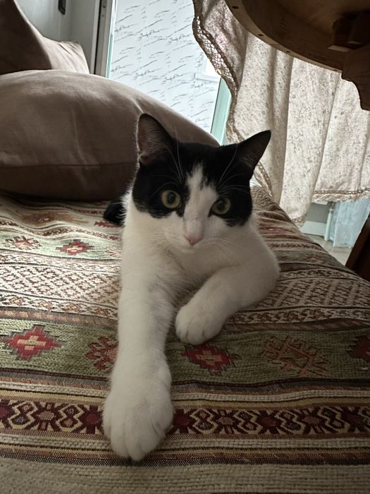 Отдам котика в добрые руки