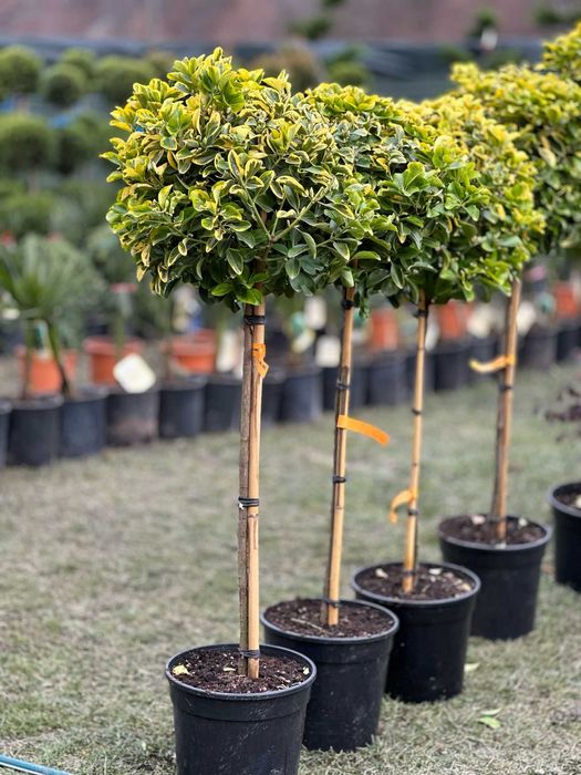 Plante pentru Curte, Balcon si Gradina